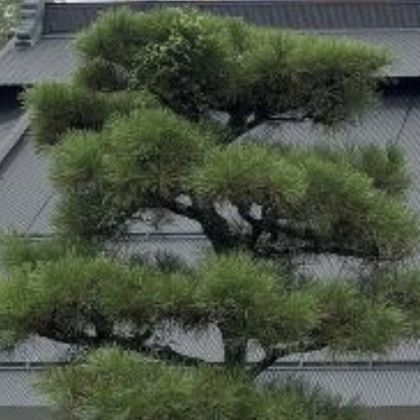 Sugi tree in front of a house.